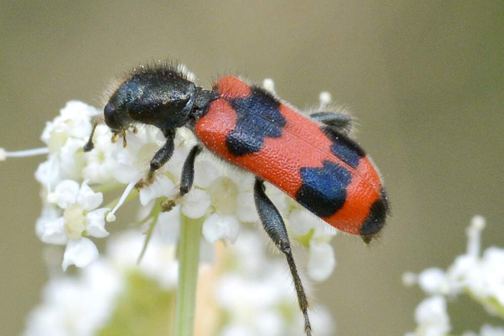 Trichodes apiarius e Ctenopus sulphureus